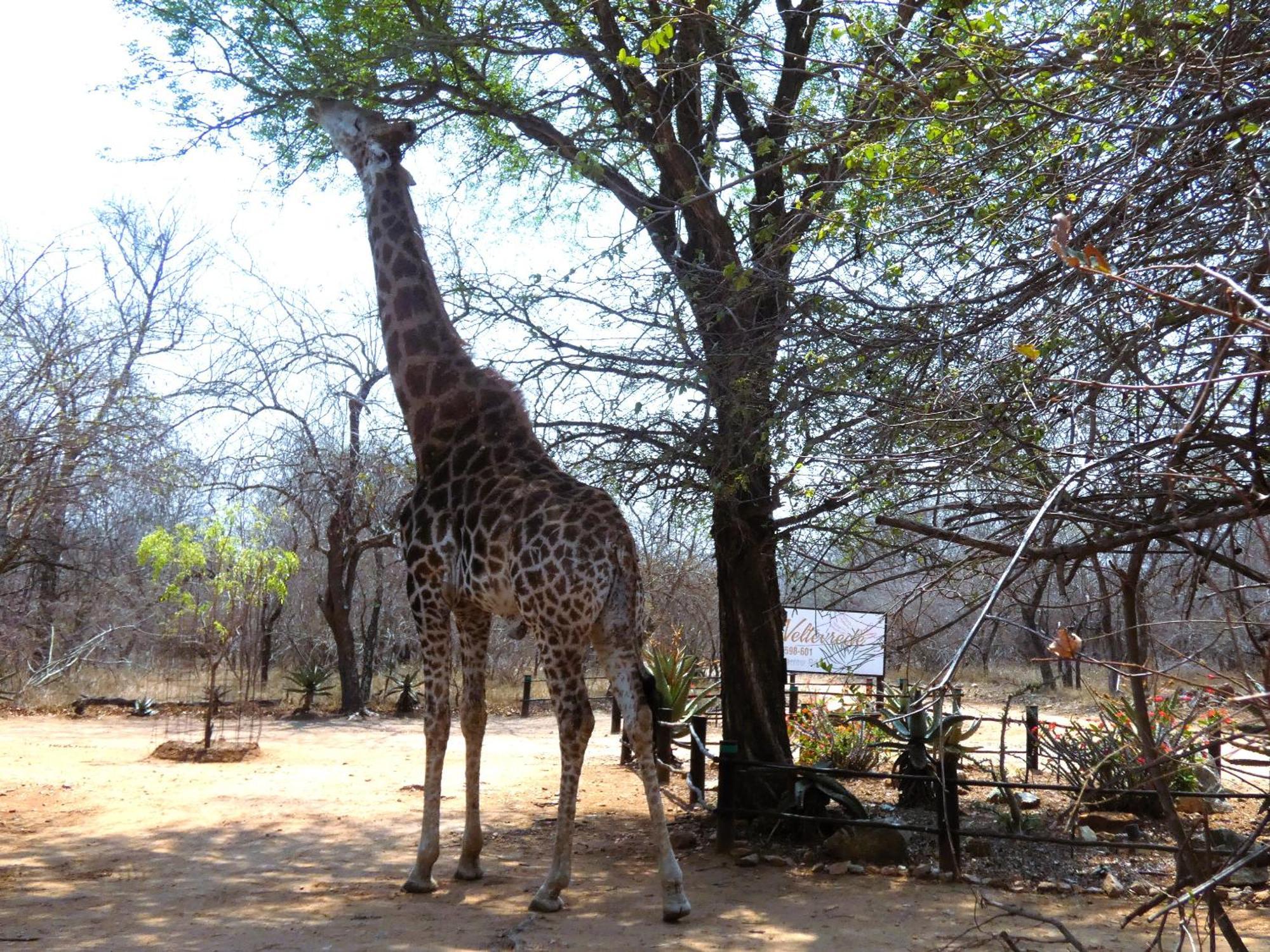 Weltevrede Lodge - Self Catering Houses Marloth Park Ngoại thất bức ảnh